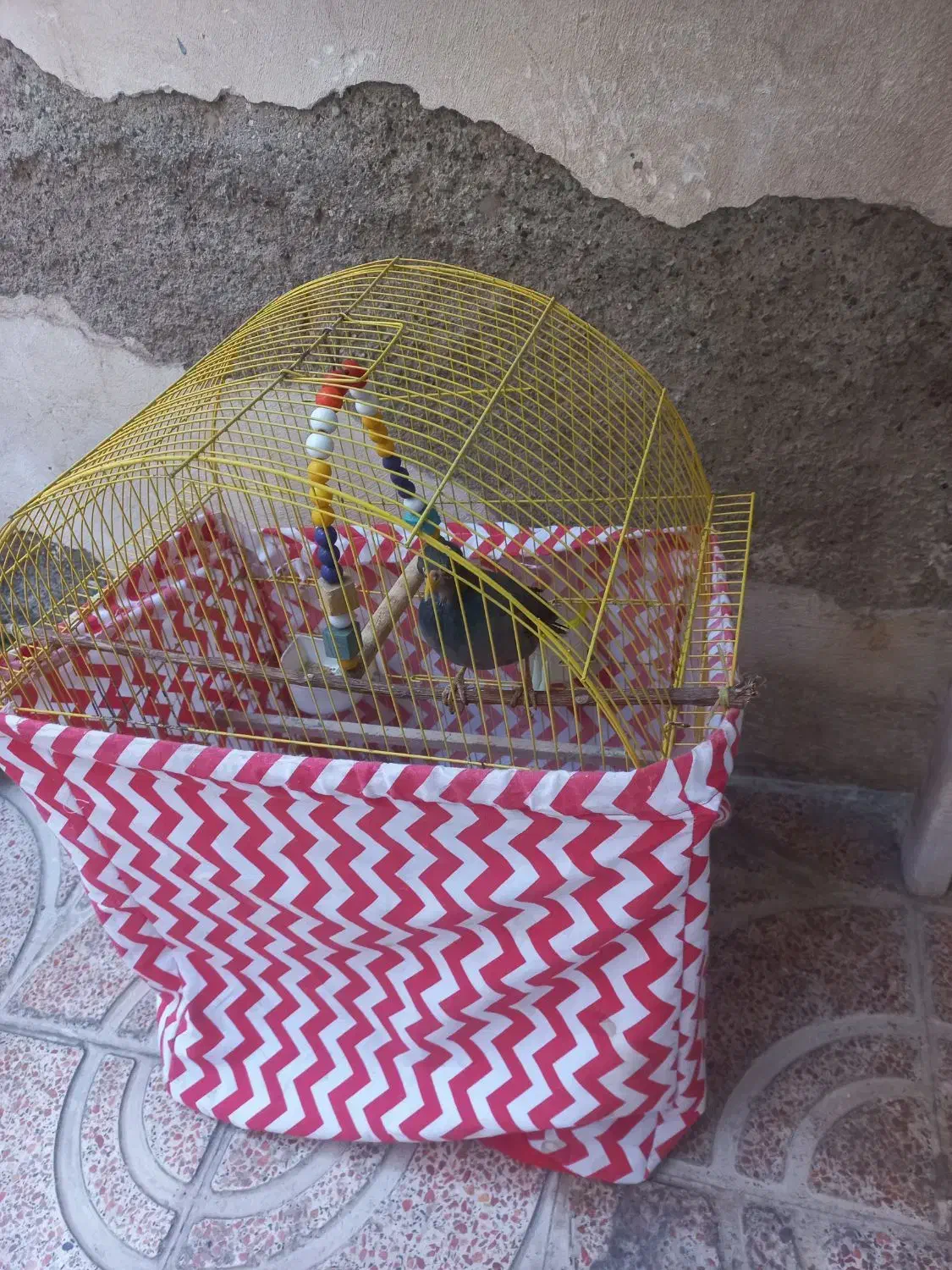 مرغ مینا با قفس و مطعلقات|پرنده|رباط‌کریم, رباط‌کریم|دیوار