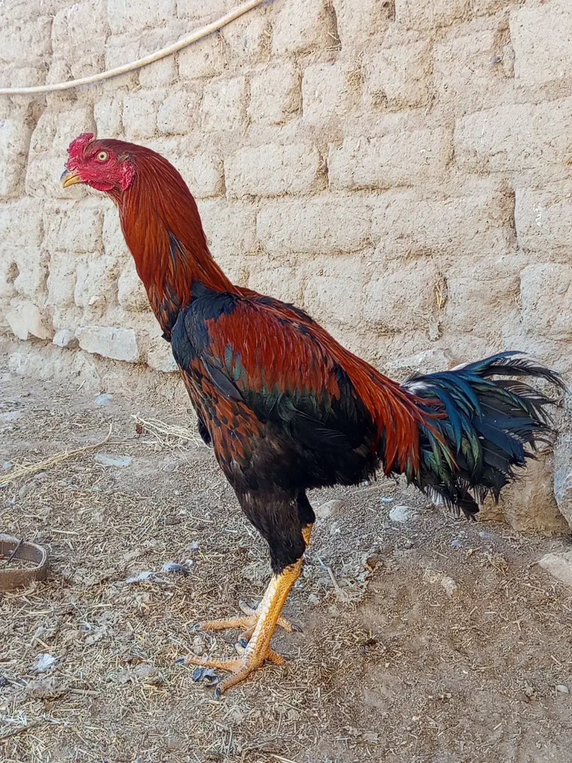 خروس لاری 9ماهه|حیوانات مزرعه|لاجان, |دیوار