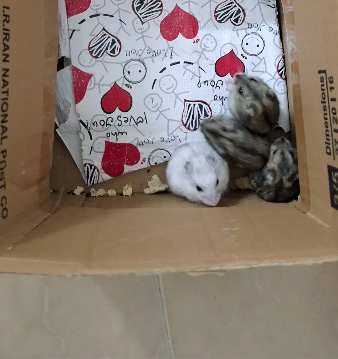 همستر|موش و خرگوش|اندیشه, اندیشه فاز ۶|دیوار