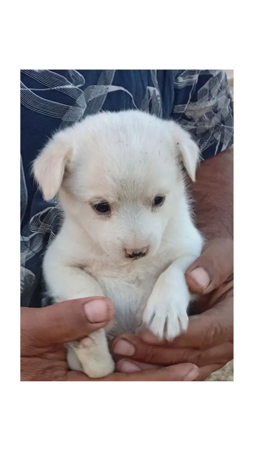 توله پامر وشیواوا|سگ|قنوات, |دیوار