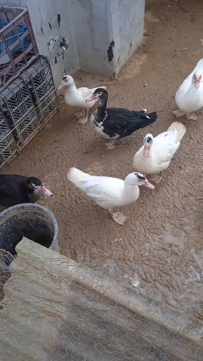 حراج بوقلمون و اردک روسی|حیوانات مزرعه|آمل, |دیوار