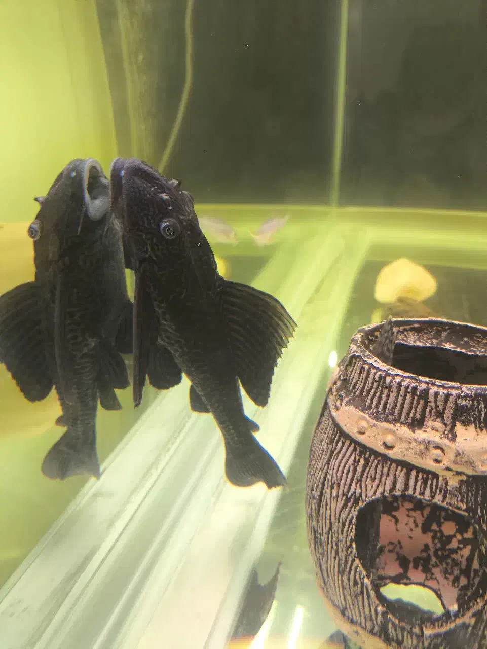 کت اسپرت|ماهی|اهواز, سلطانمنش|دیوار