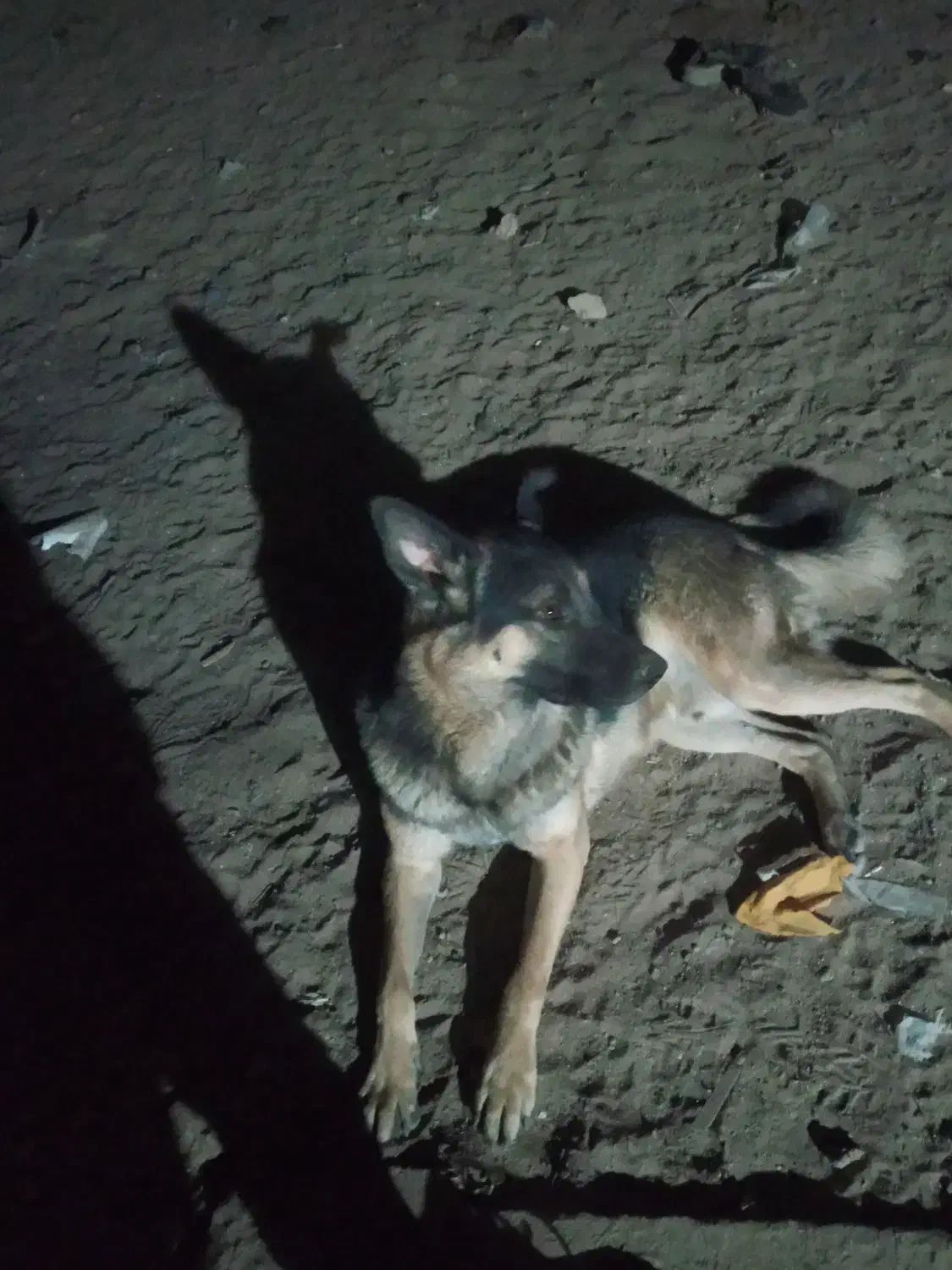 واگزاری ژرمن نر ماده|سگ|یزد, |دیوار