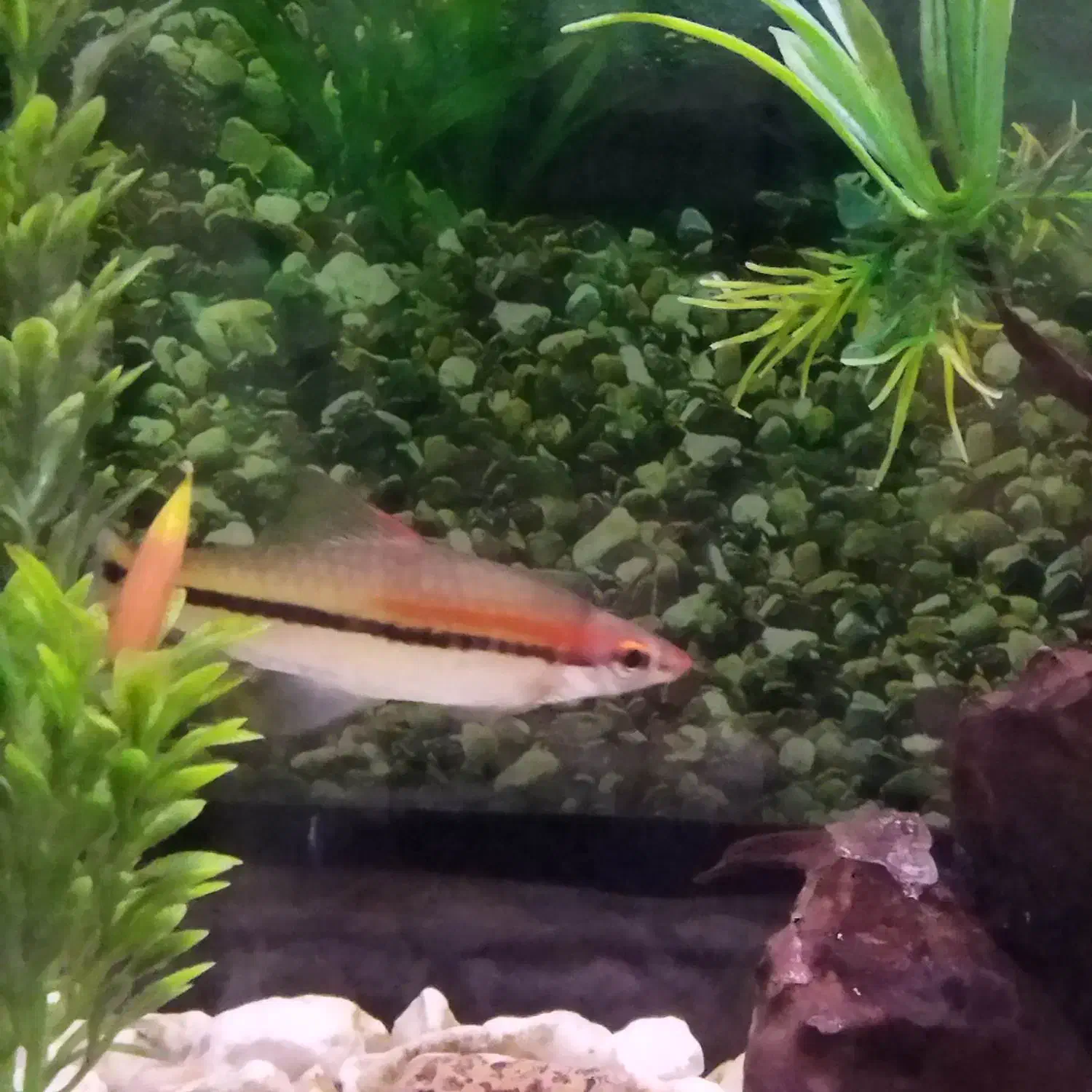 ماهی ردلاین|ماهی|مشهد, حجت|دیوار