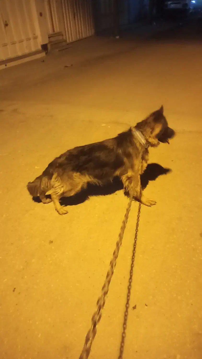 واگذاری سگ ژرمن|سگ|خرمآباد, |دیوار