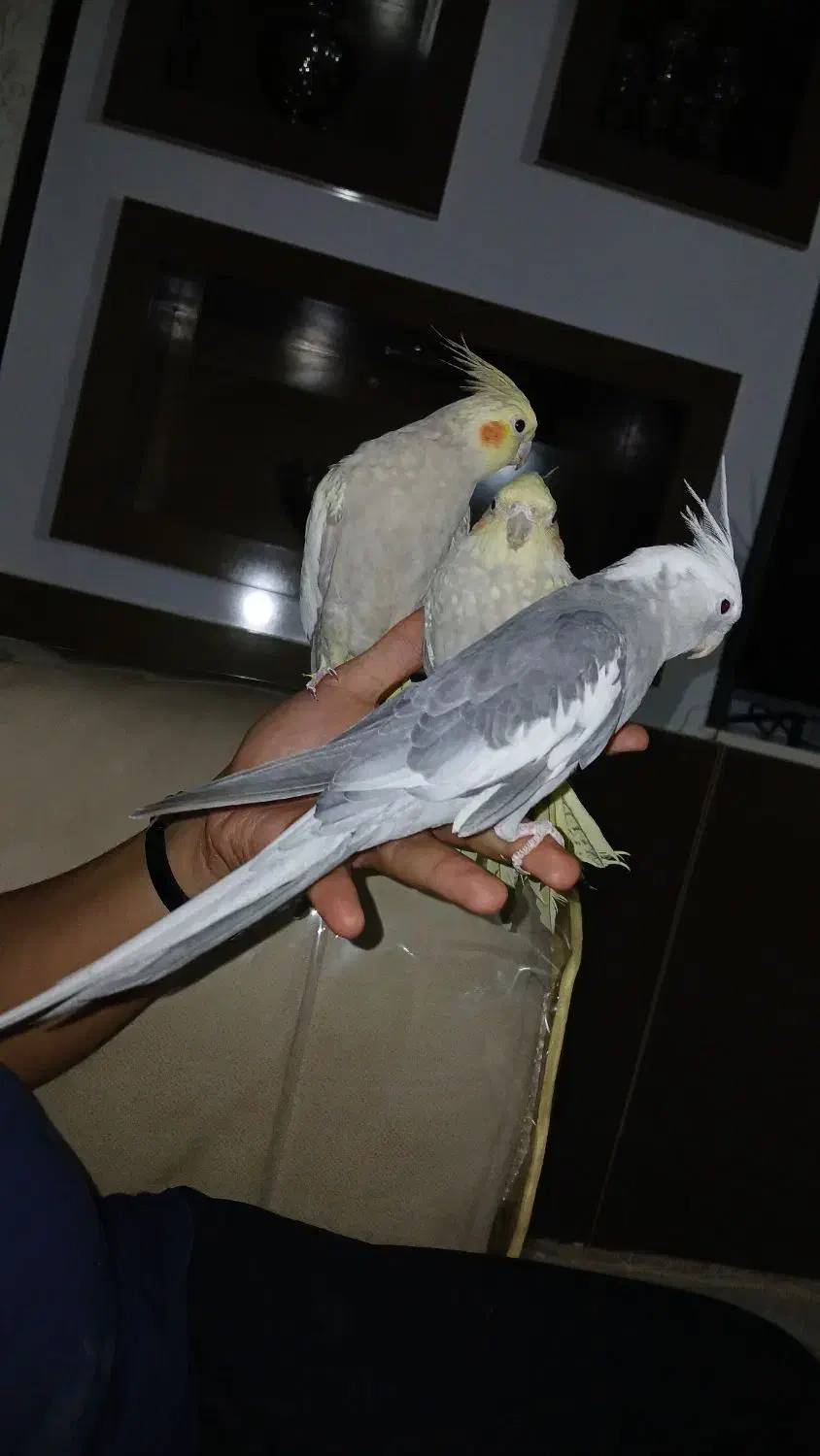 عروس هلندی جفت وایت فیس و گلباقالی|پرنده|فولادشهر, B7|دیوار