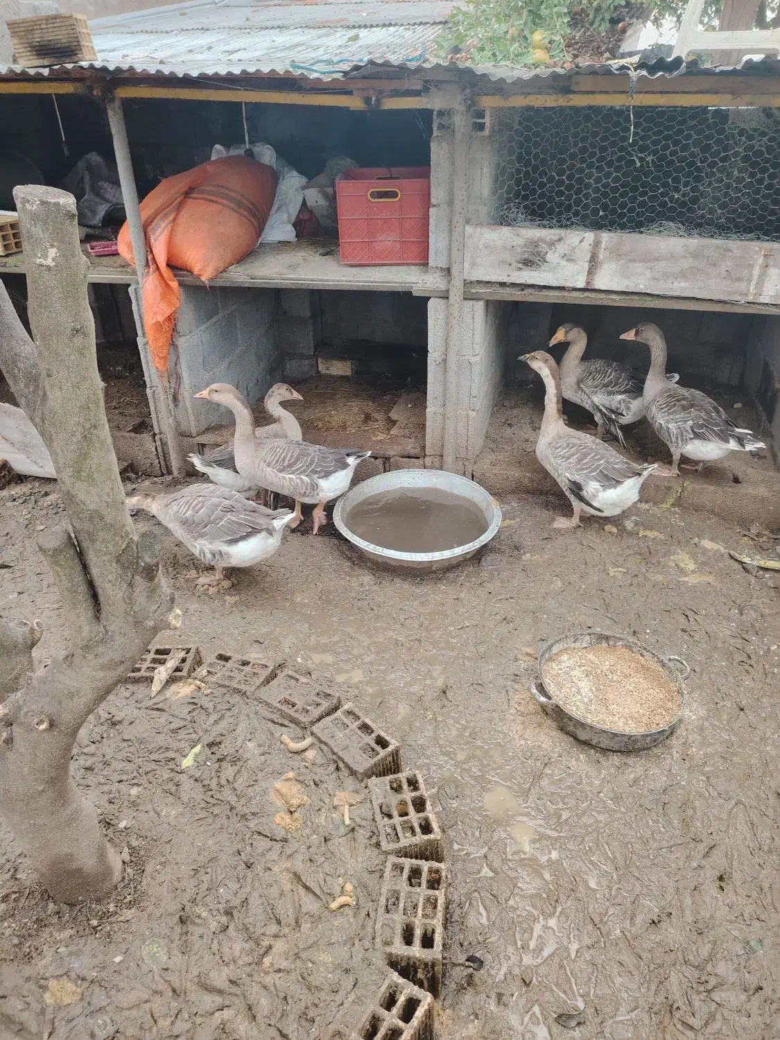 غاز|حیوانات مزرعه|رضوانشهر, |دیوار