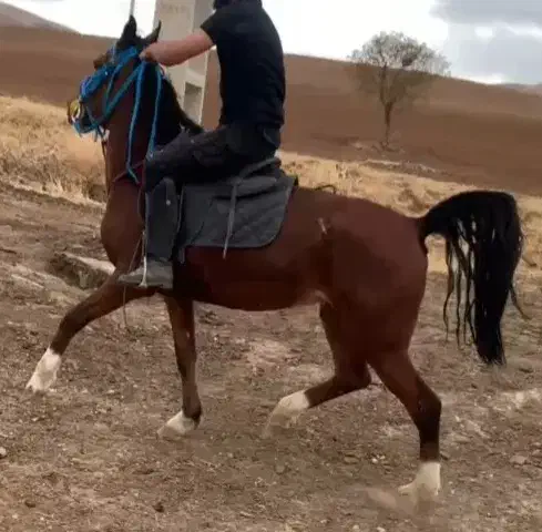 مادیان اصیل کرد|اسب و تجهیزات اسب‌سواری|سقز, |دیوار