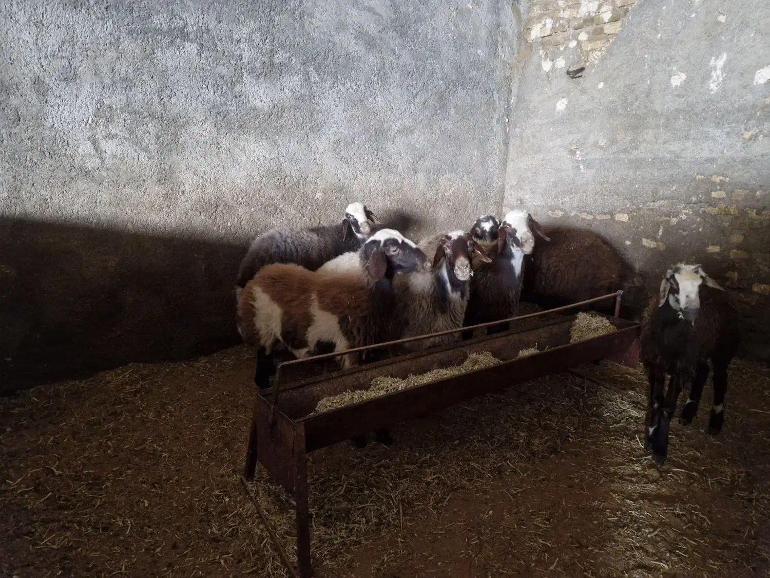 گوسفند|حیوانات مزرعه|الشتر, |دیوار