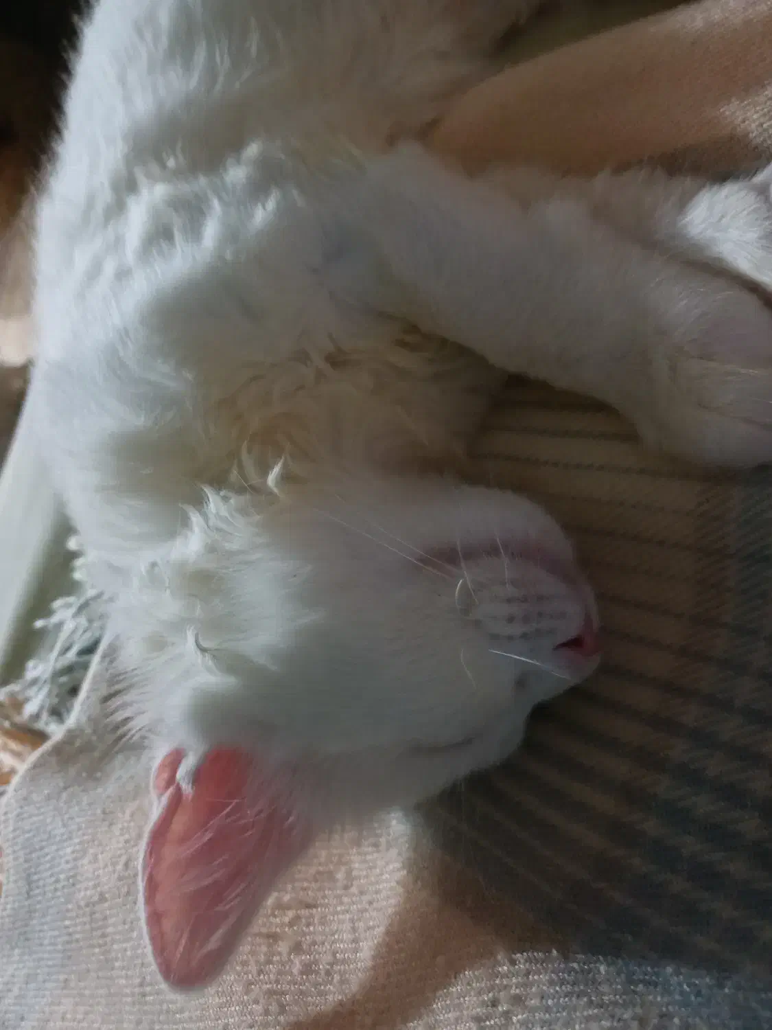 بچه گربه های شیرین|گربه|بندر انزلی, آخرخط|دیوار