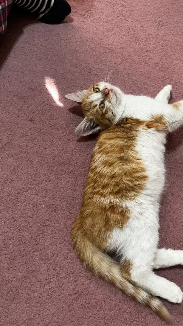 گربه|گربه|تهران, سردارجنگل|دیوار