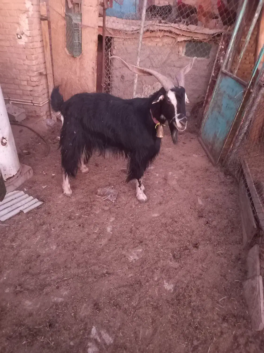 نربز|حیوانات مزرعه|جوادآباد, |دیوار