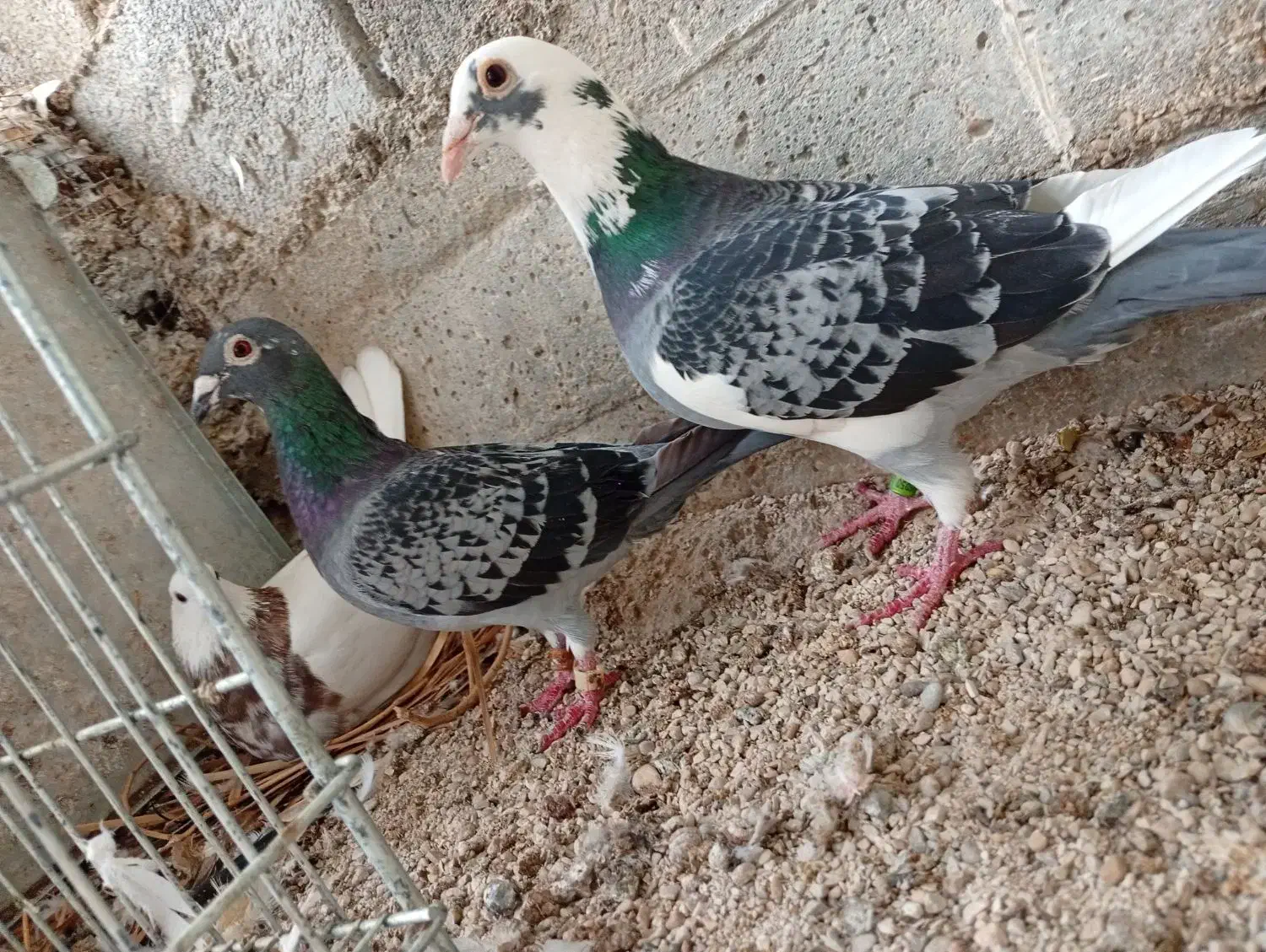 جفت کبوتر پلاکی.|پرنده|خورموج, |دیوار