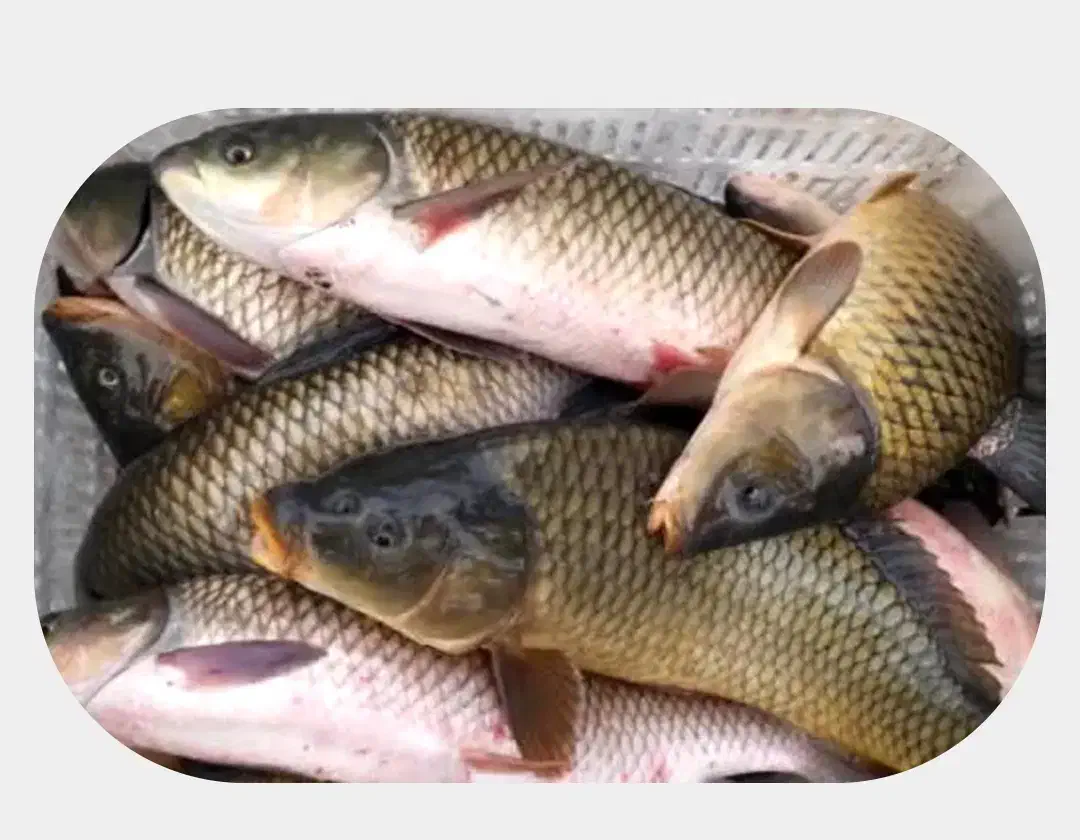 صید وصیادی ماهی واسه یلدا از استخر گلبهار و چناران|ماهی|چناران, |دیوار