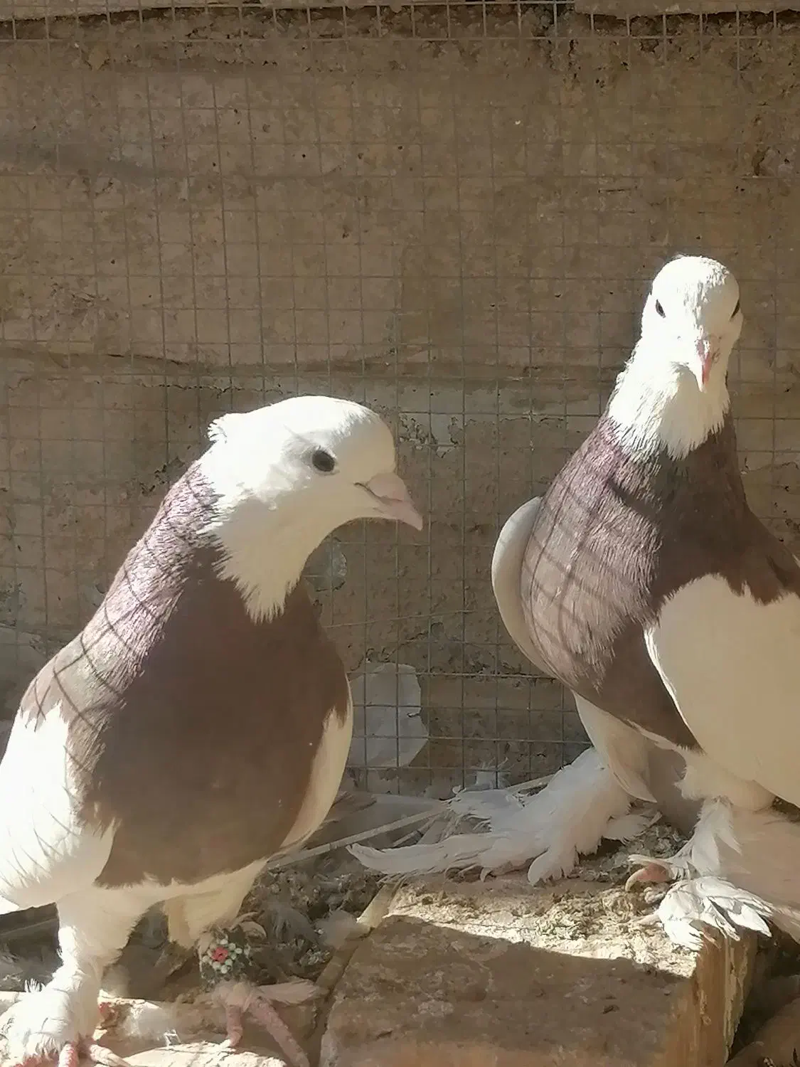 فروش دو عدد نر طوقی|پرنده|اردکان, |دیوار