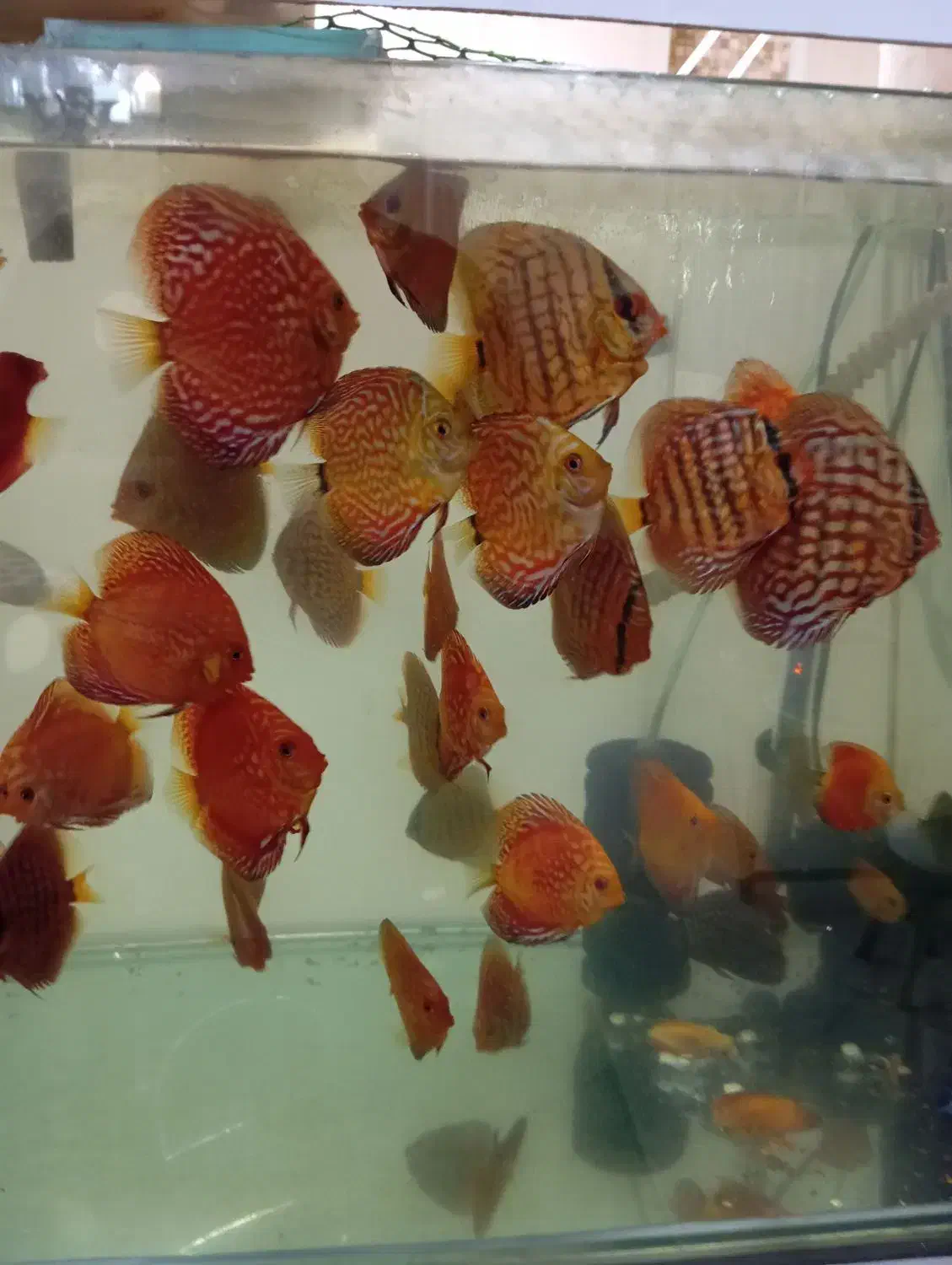 تعدادی  دیسکس|ماهی|تهران, خواجه نصیر طوسی|دیوار