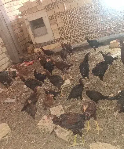 خروس و مرغ لاری|پرنده|دره شهر, |دیوار