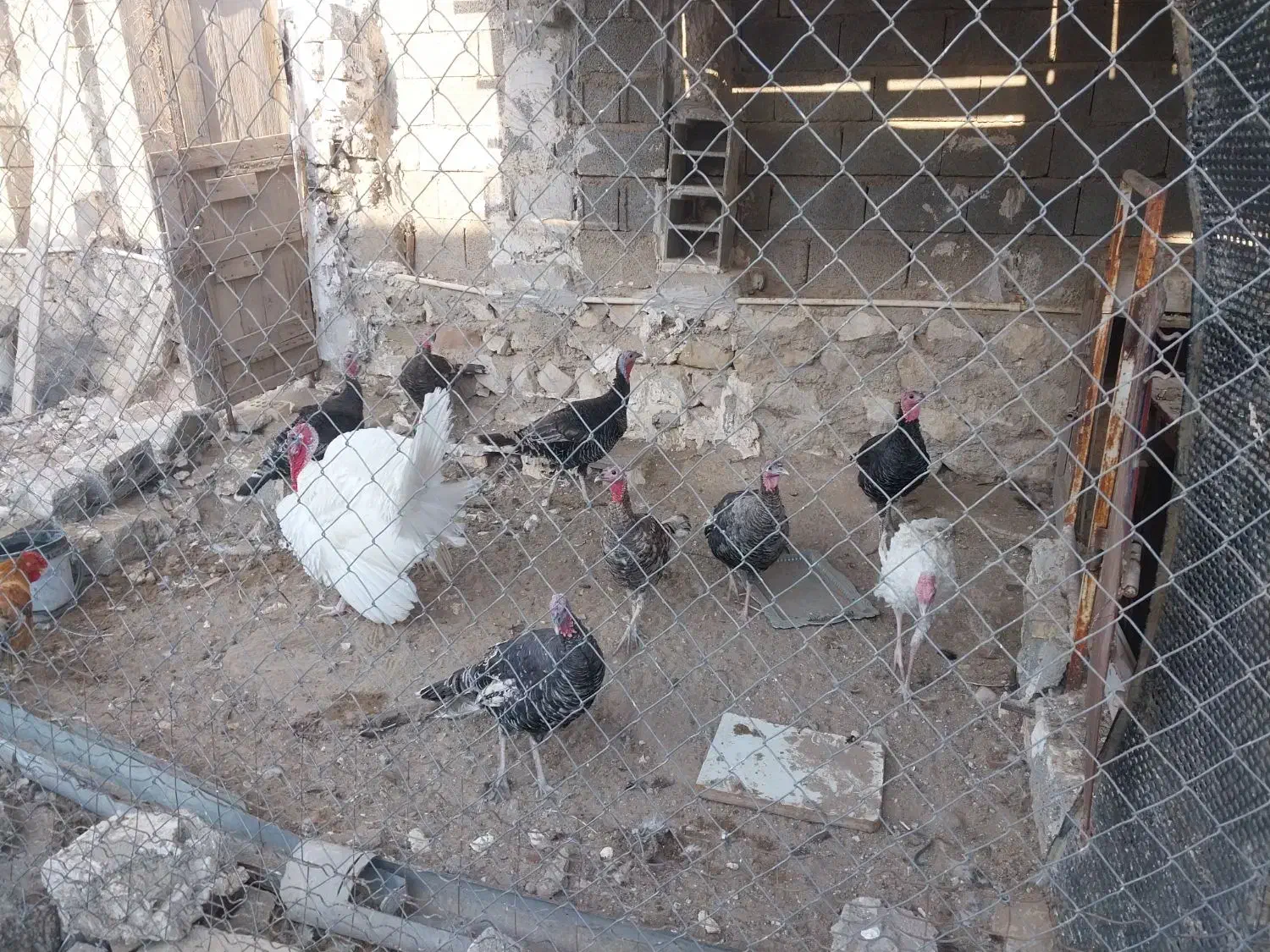 بوقلمون|حیوانات مزرعه|بندر گناوه, |دیوار