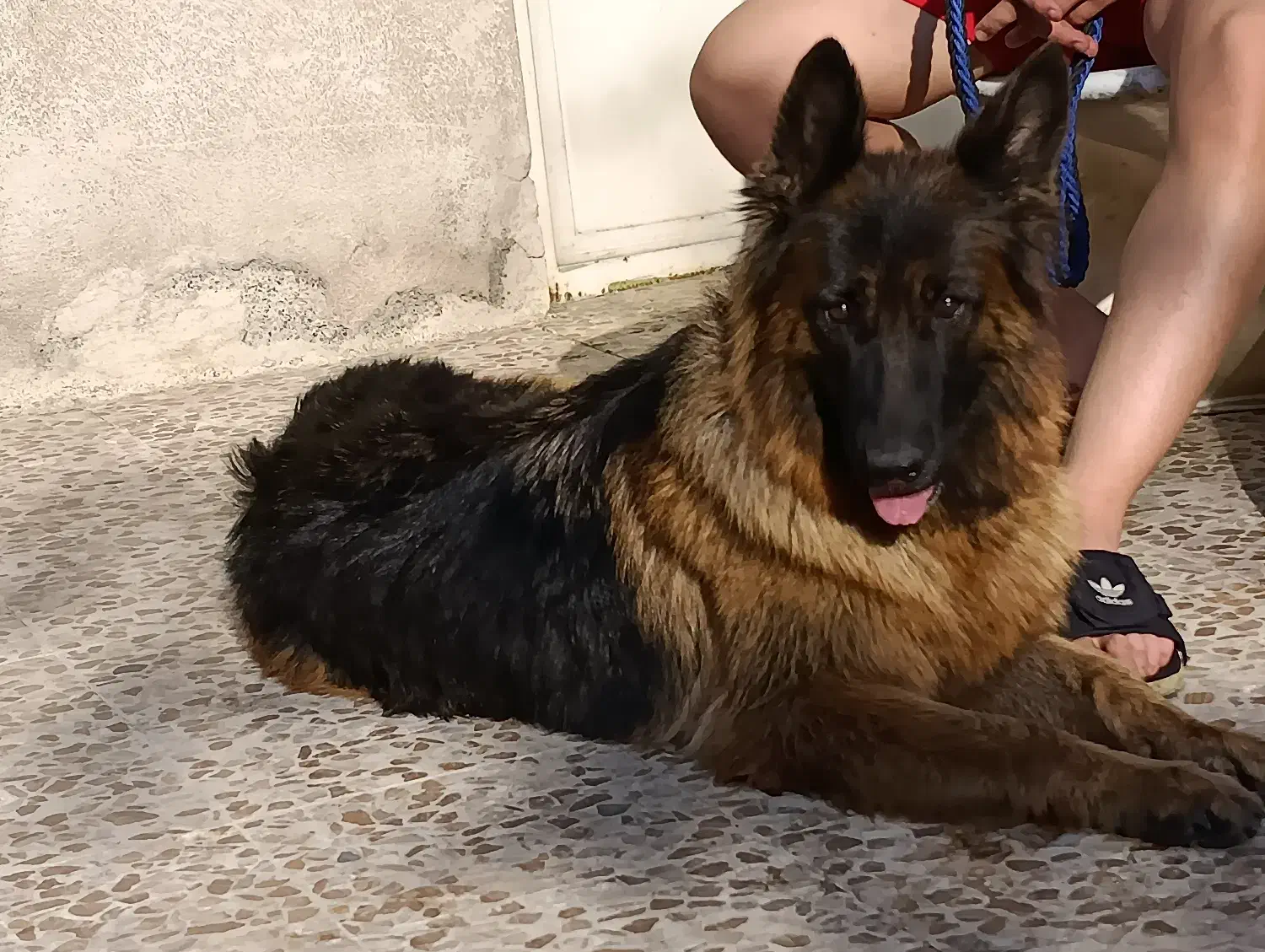 سگ ژرمن شولاین کینگ|سگ|فردیس, شهرک شهید حسینی|دیوار