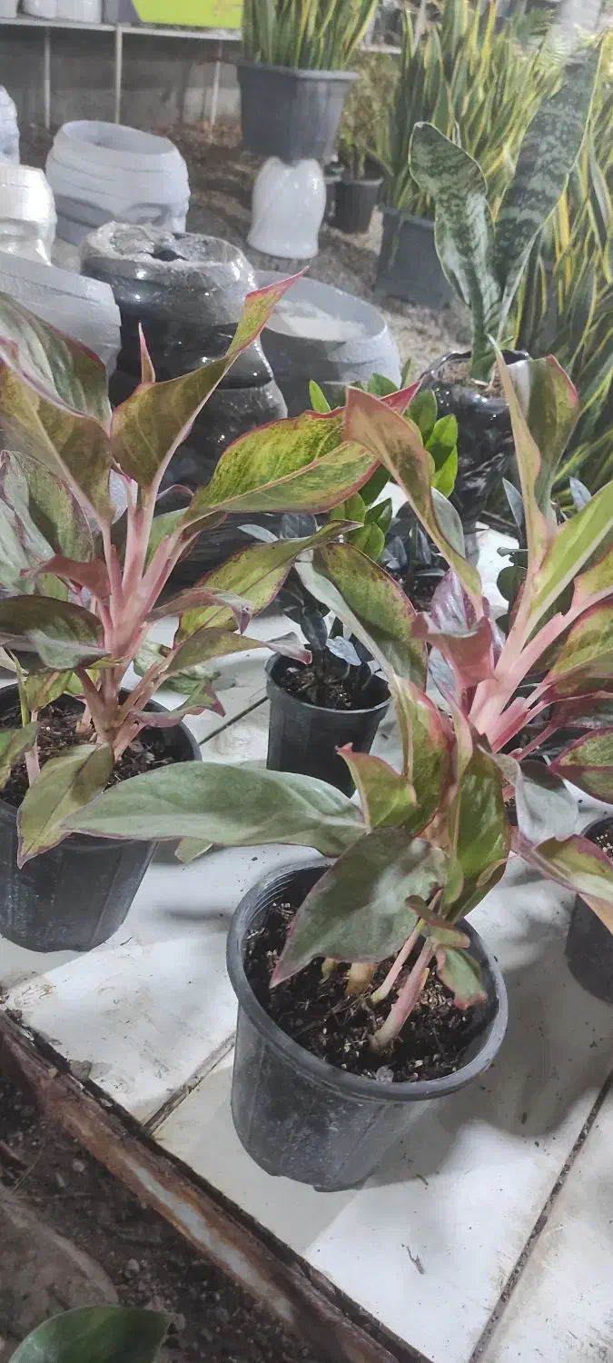 گل و گیاه فروشی و خدمات باغبانی|گل و گیاه طبیعی|بندرعباس, |دیوار