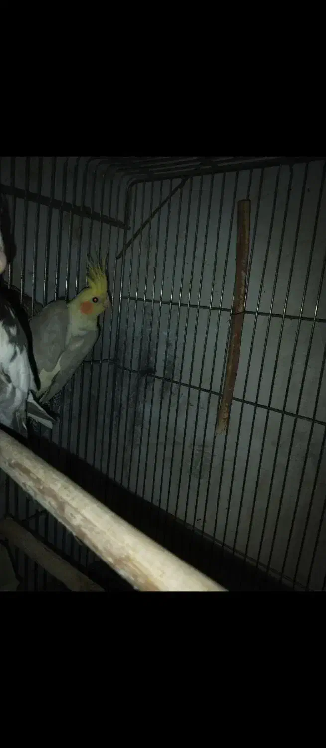 عروس هلندی|پرنده|تهران, شهرک رضویه|دیوار