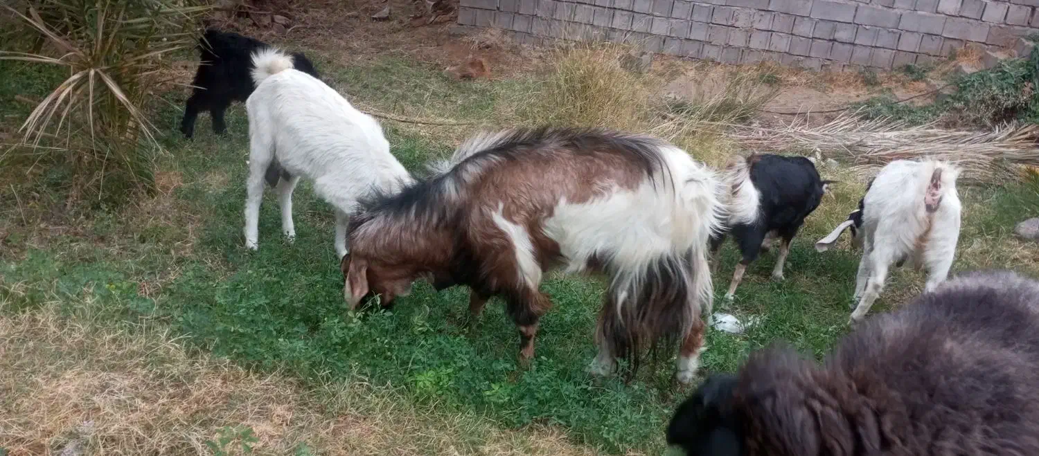 فروش چهار راس گوسفند|حیوانات مزرعه|فهرج, |دیوار