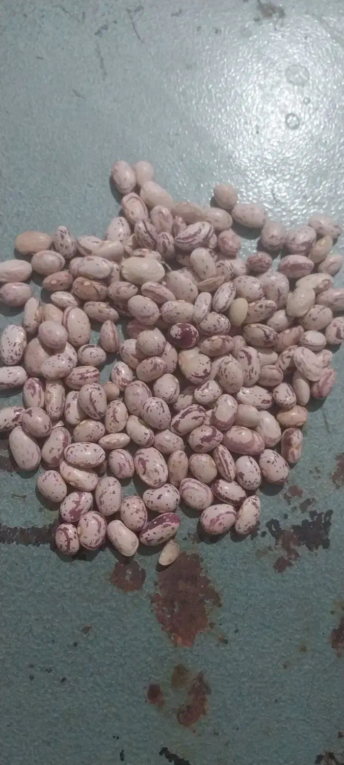 لوبیا چیتی یک تن و نیم|خوردنی و آشامیدنی|فولادشهر, فولادشهر|دیوار