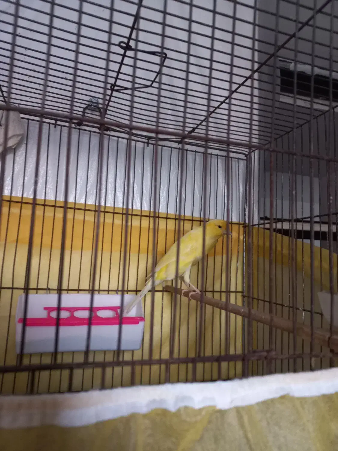 دو عدد قناری نر ویک ماده بفروش می رسد|پرنده|بیجار, |دیوار