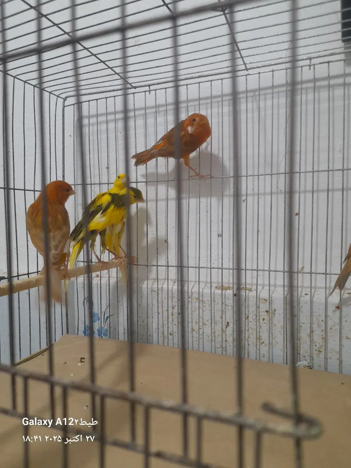 قناری اوپال رنگ دارچینی و سوخته|پرنده|رشت, ترمینال|دیوار