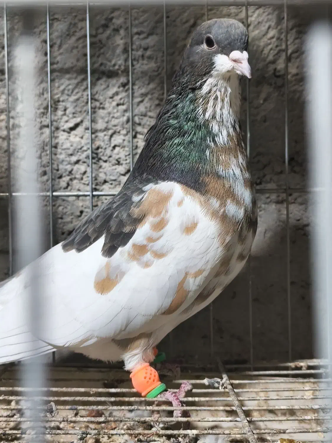 شهری . چپ قهوه‌ای گلدار گل زرد|پرنده|سپیدان, |دیوار