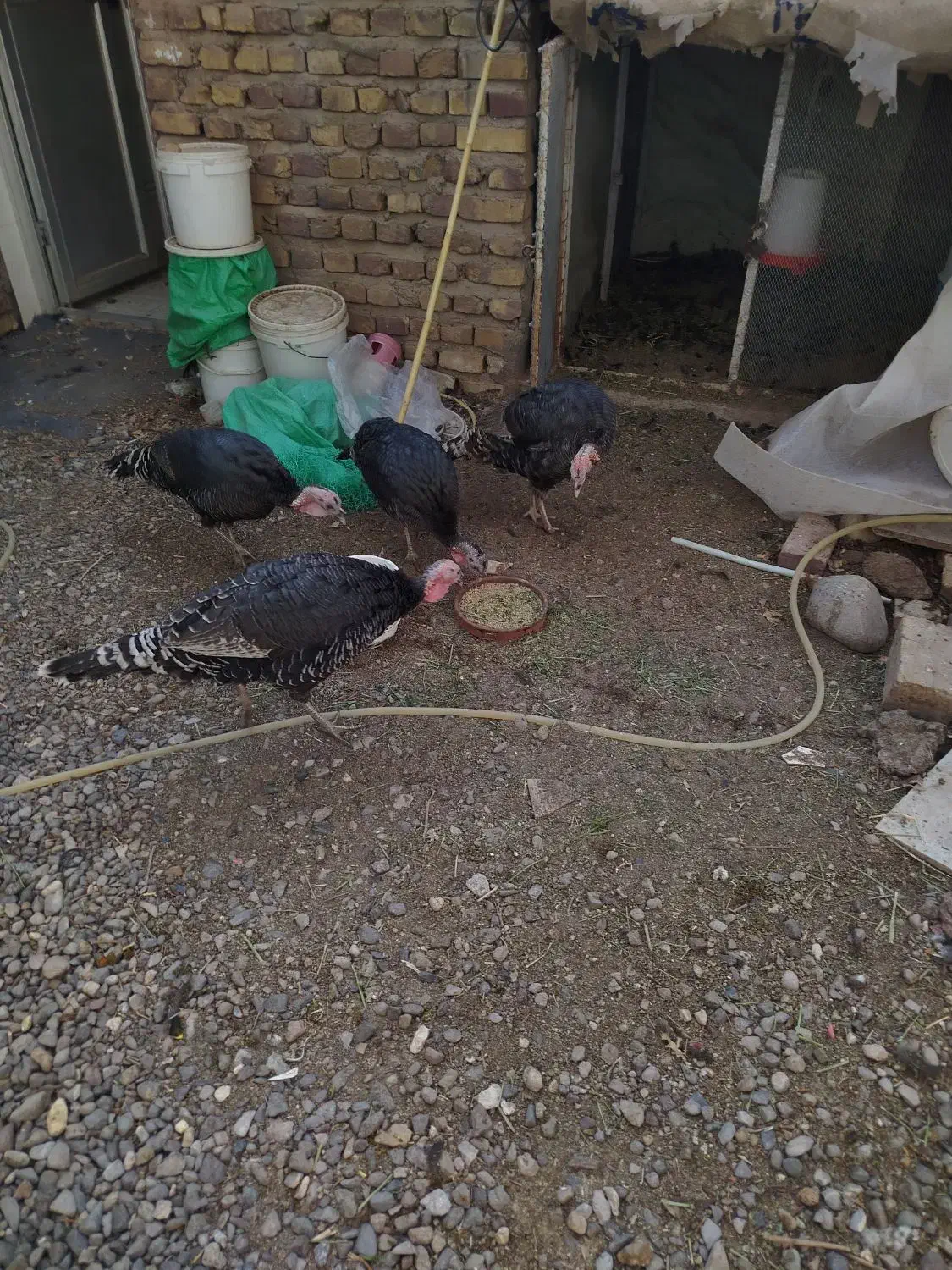 بوقلمون ماده هفت ماهه|حیوانات مزرعه|رفسنجان, |دیوار