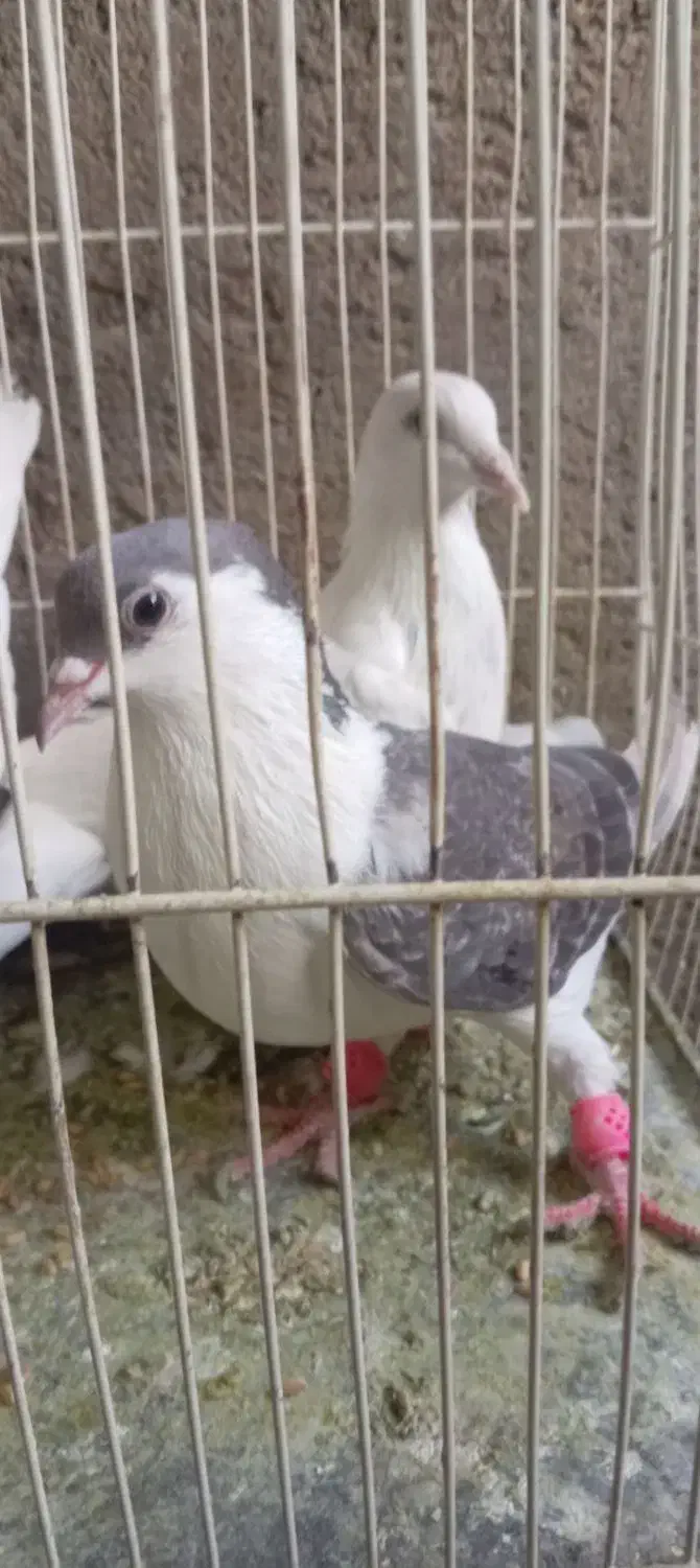 کبوتر بی بام|پرنده|تربت‌حیدریه, پائین ولایت|دیوار