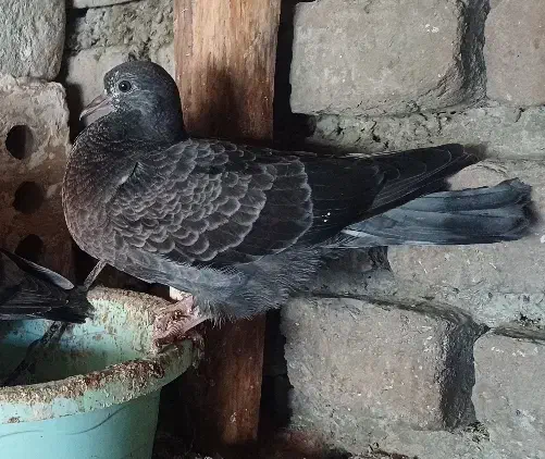 کبوتر|حیوانات|بندر ترکمن, |دیوار