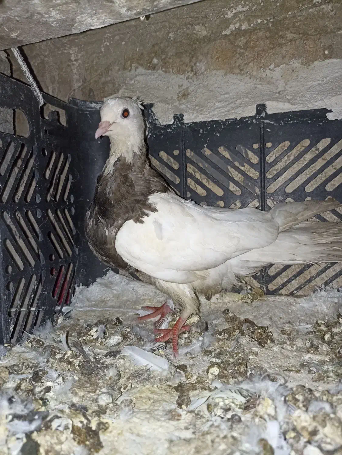 طوقی|پرنده|لنده, |دیوار