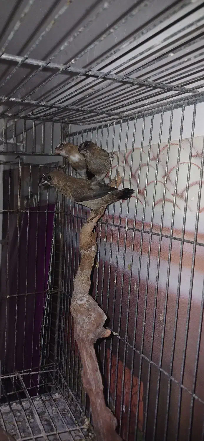 فنچ بنگالی|پرنده|ابهر, |دیوار