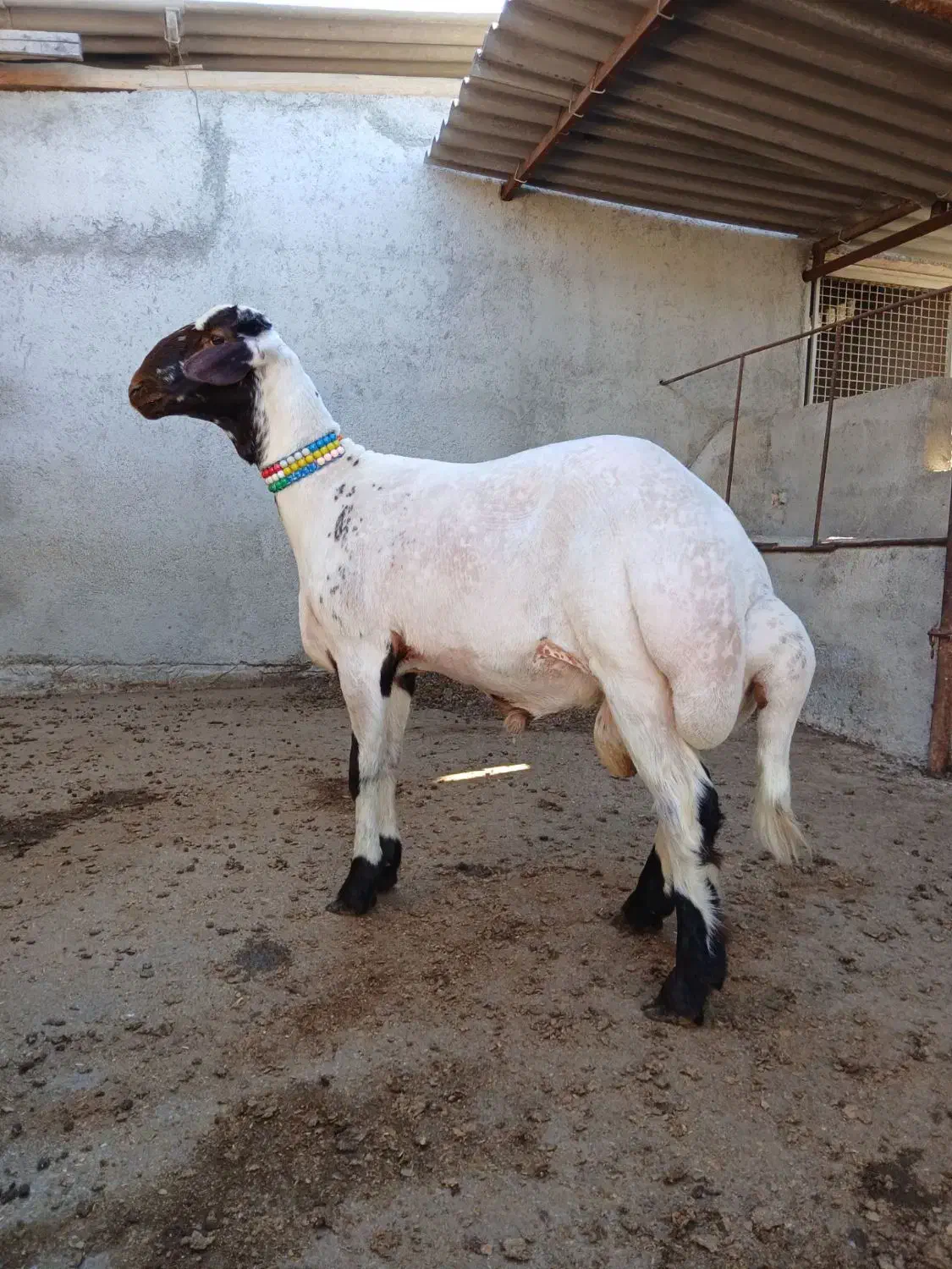 سلام 1عدد گوسفند توقلی قوچ افشار|حیوانات مزرعه|سیمین شهر, |دیوار