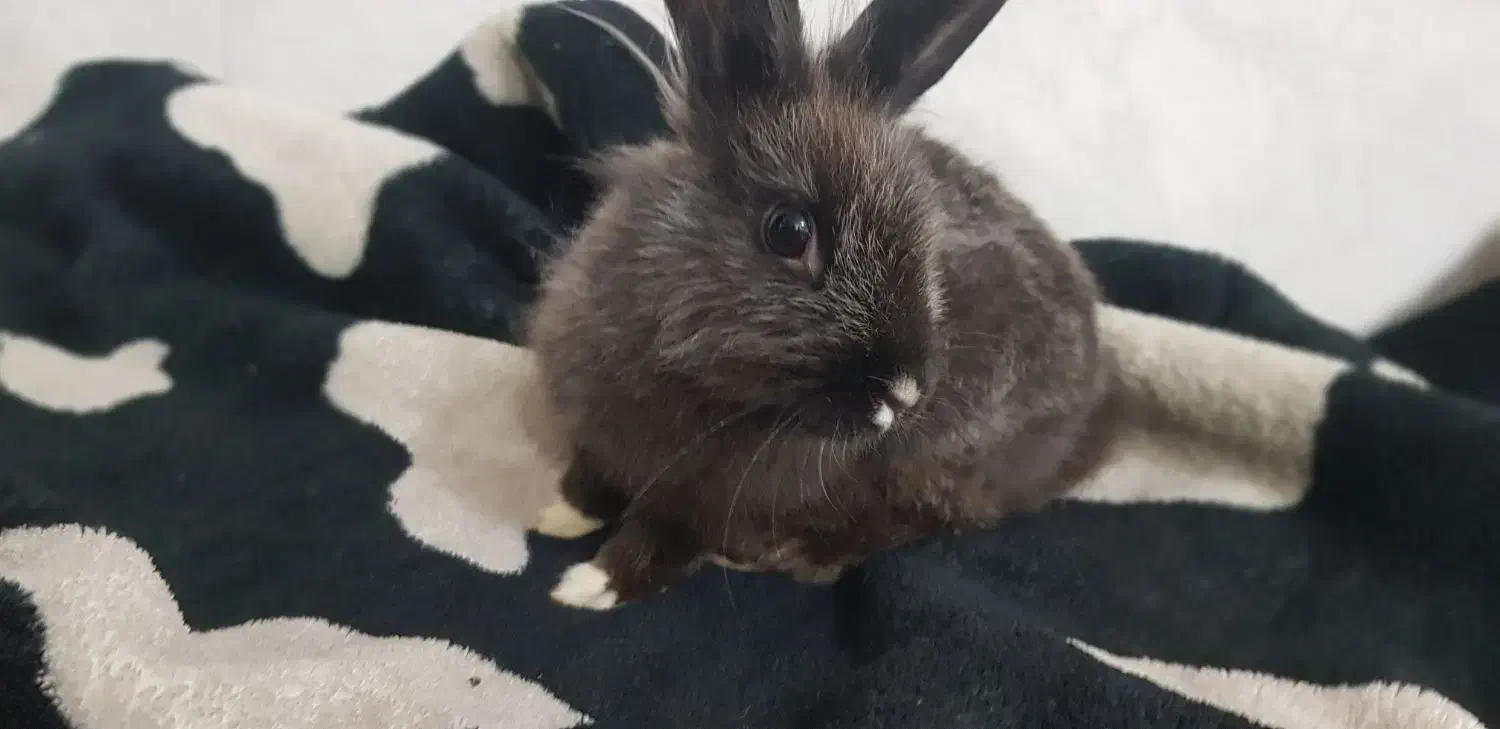 خرگوش خونگی نژاد لوپو|موش و خرگوش|قم, شهید صیاد شیرازی|دیوار