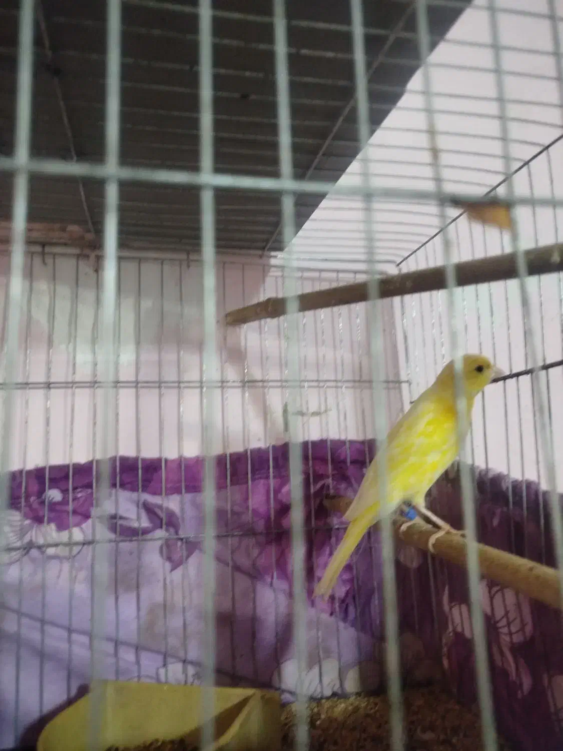 قناری نر بخون|پرنده|بندرعباس, |دیوار