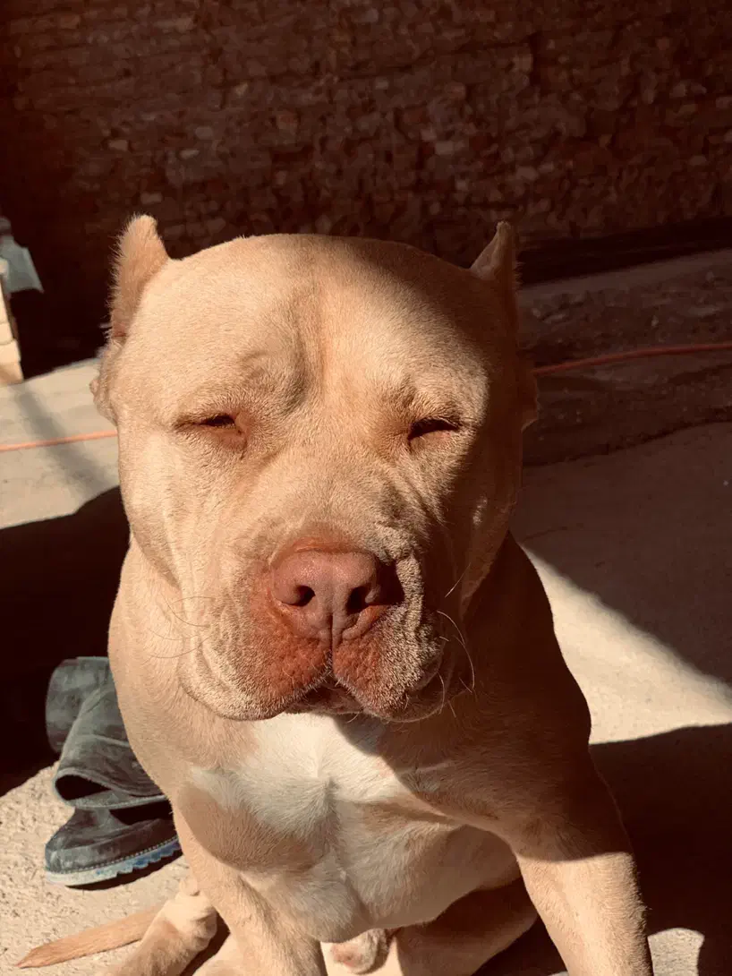 سگ گمشده|سگ|کرمانشاه, |دیوار