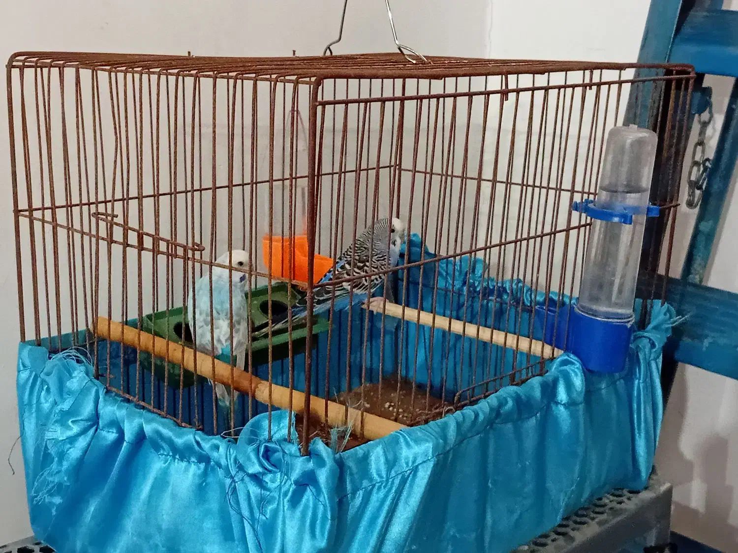 فروش پرنده|پرنده|میناب, |دیوار