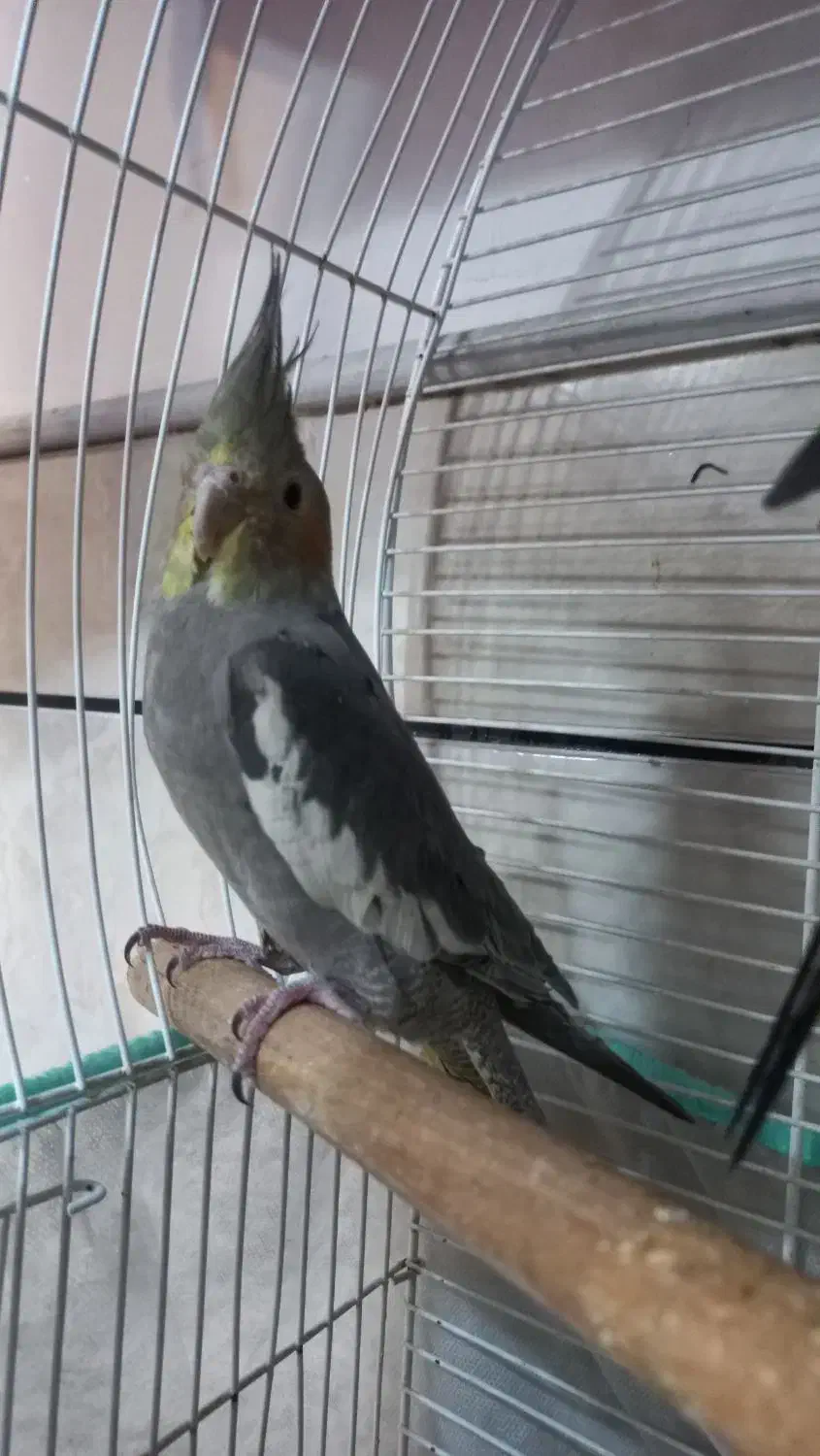 مرغ عروس|پرنده|کاشان, باغ ماجد|دیوار