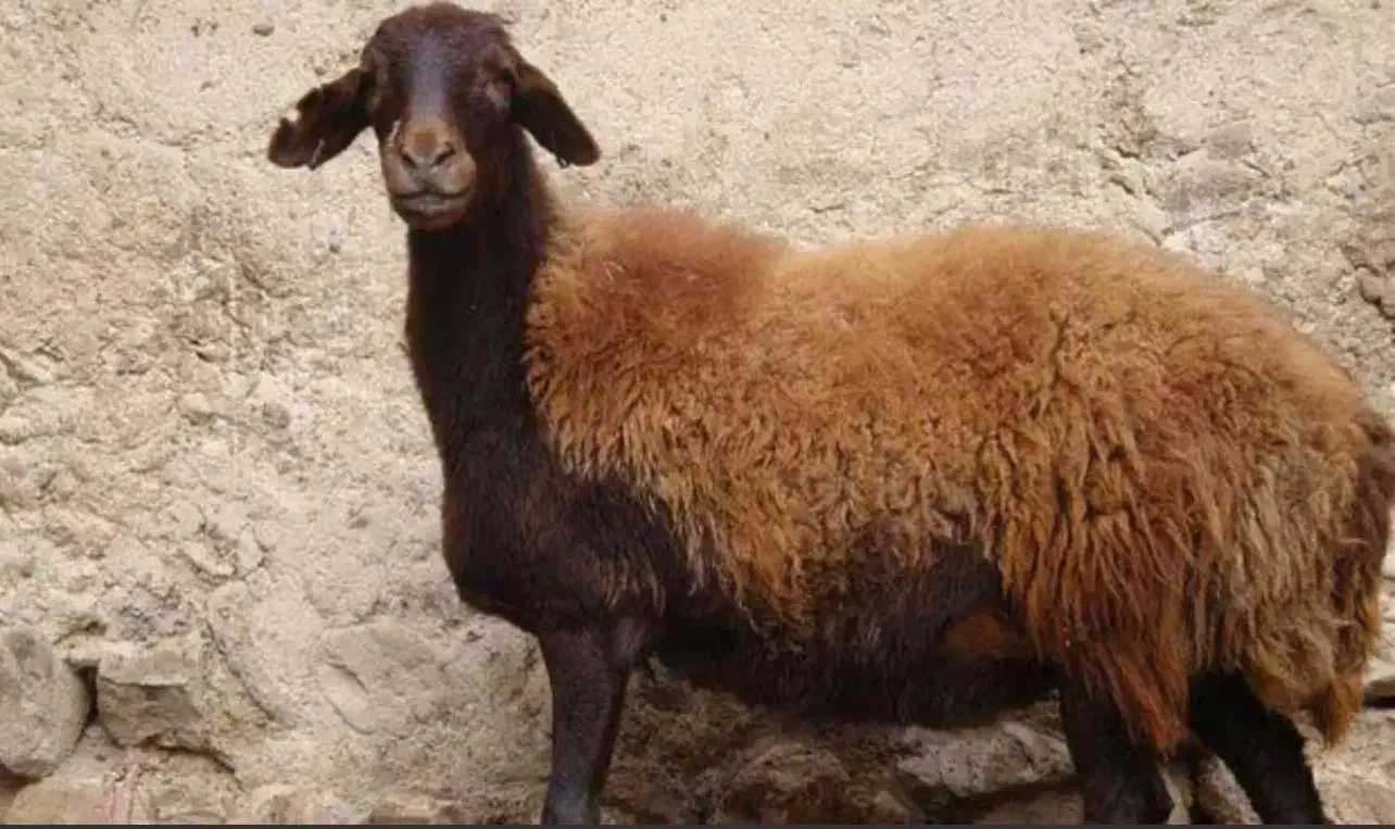 نیازمند چوپان|استخدام سرایداری و نظافت|نکا, |دیوار