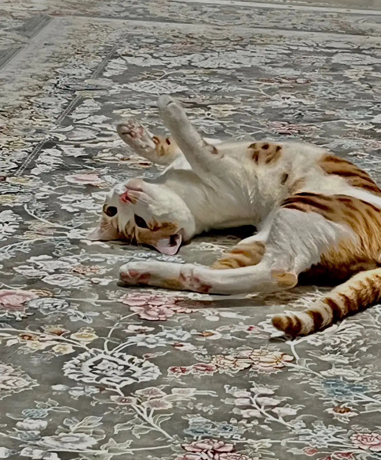 واگذاری گربه|گربه|رشت, چله خانه|دیوار