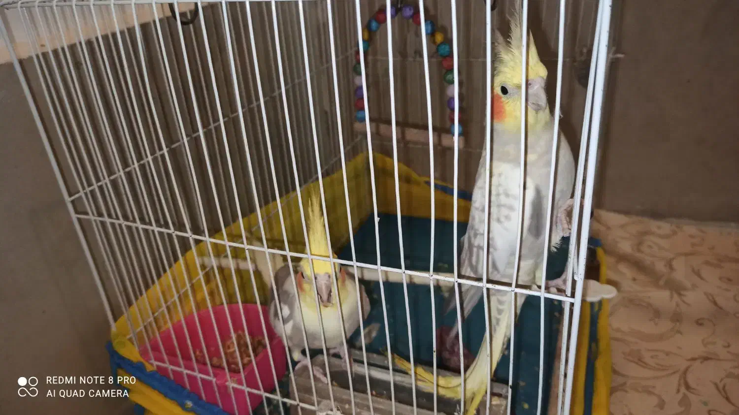 عروس هلندی|پرنده|آشخانه, |دیوار