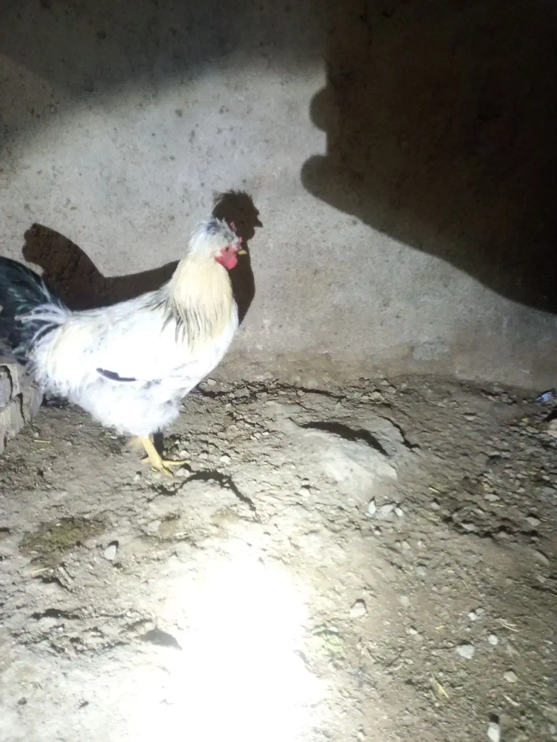 خروس|حیوانات مزرعه|رزن, |دیوار