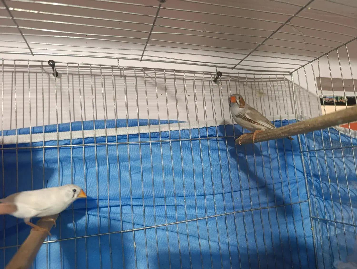 یک جفت فنج با ۶ تا تخم و ۶ تا جوجه تقریباً بالغ|پرنده|پیشوا, |دیوار