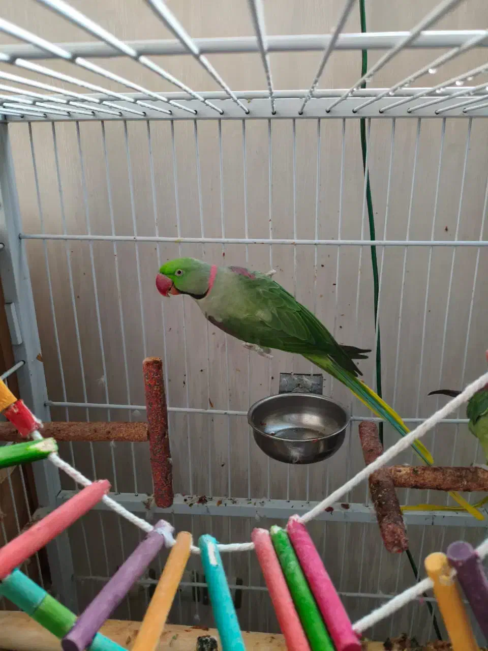 اسکندر|پرنده|تبریز, |دیوار