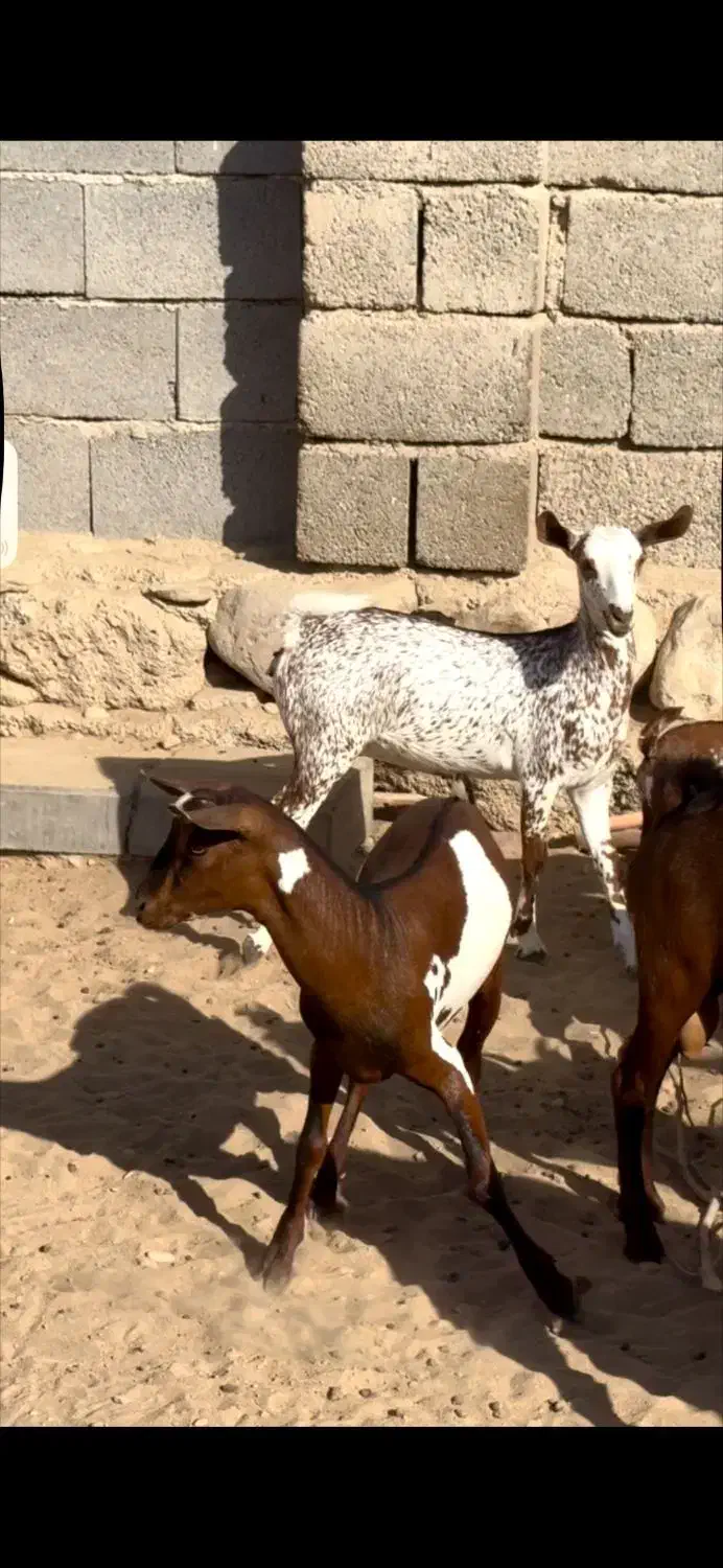 حیوون قشنگ|حیوانات مزرعه|طبس, |دیوار