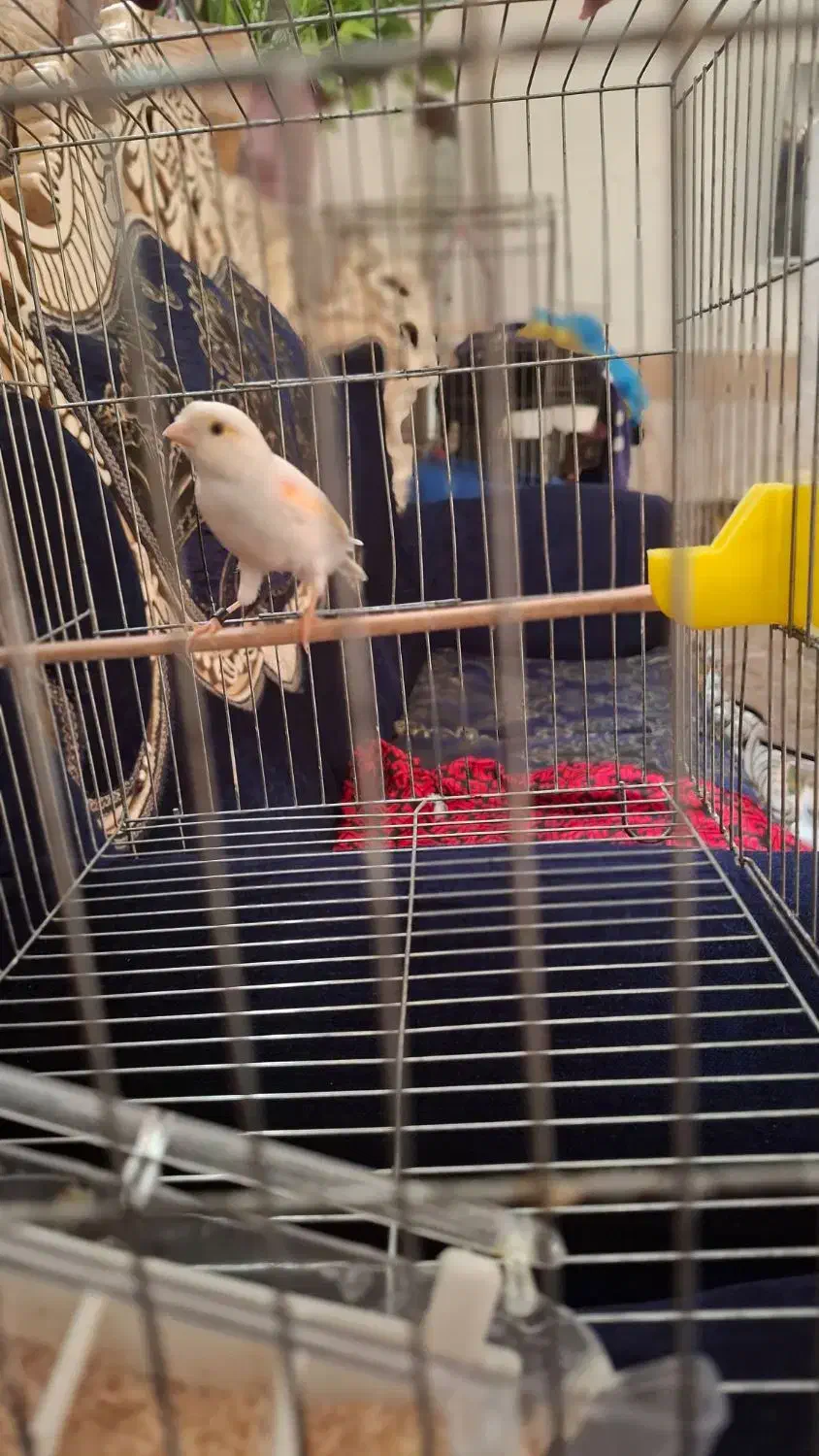 قناری|پرنده|ورامین, ورامین|دیوار