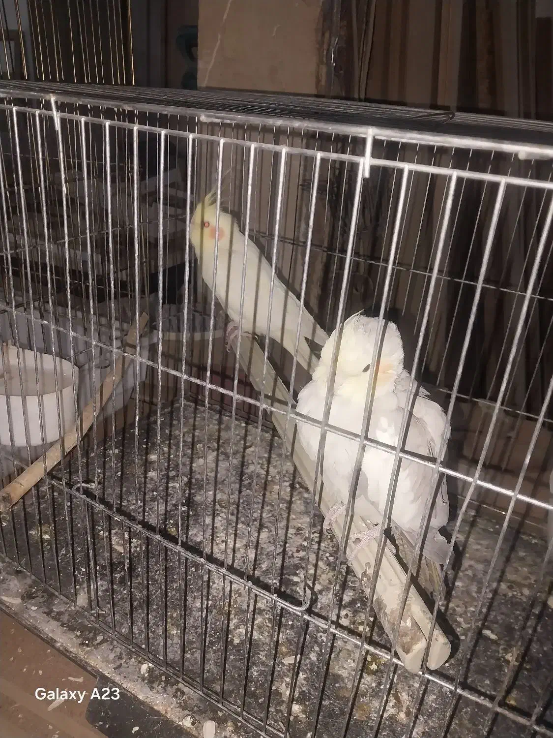 جفت عروس هلندی|پرنده|تهران, شهید رجایی|دیوار